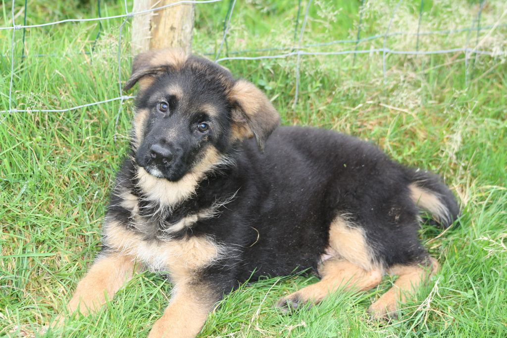 de Font Martinier - Chiot disponible  - Berger Allemand