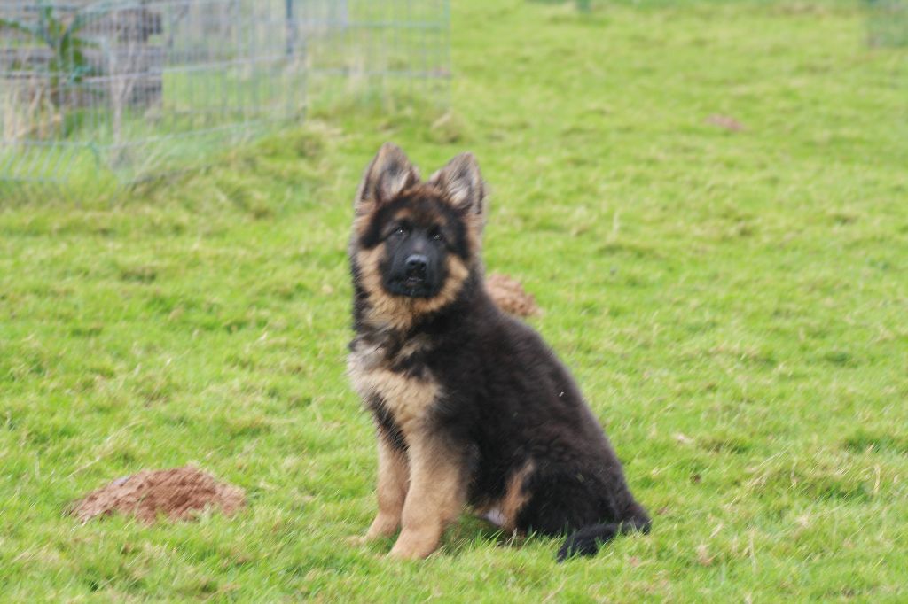 de Font Martinier - Chiot disponible  - Berger Allemand