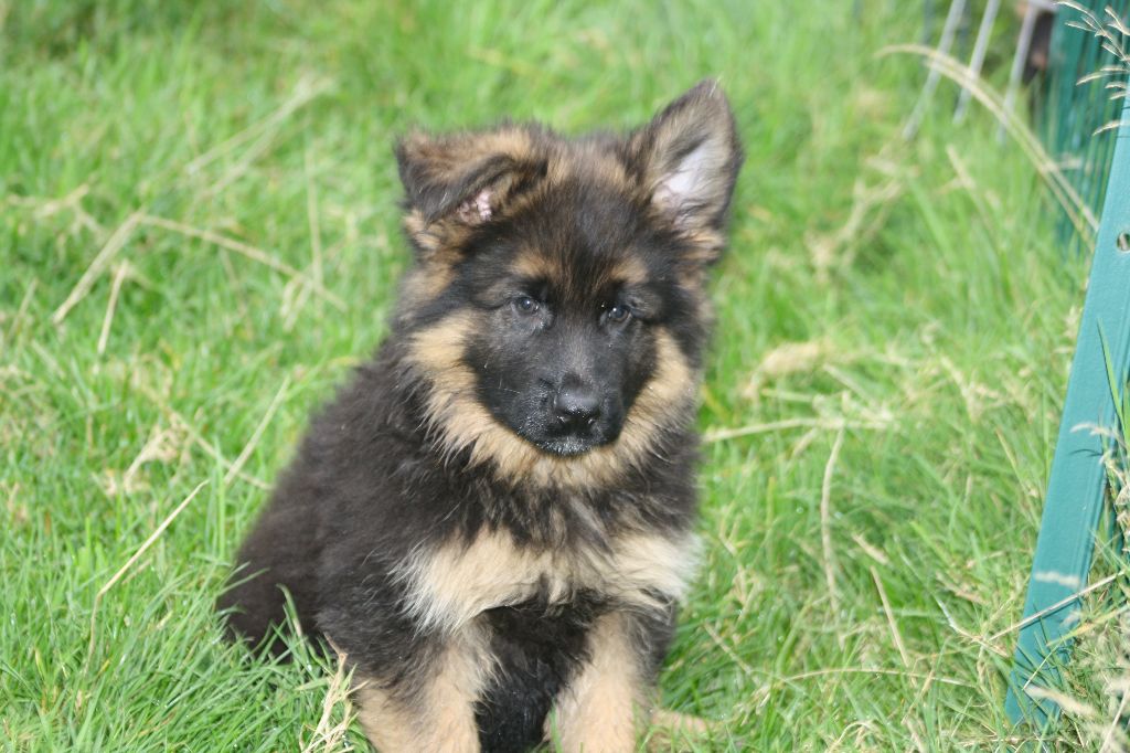 de Font Martinier - Chiot disponible  - Berger Allemand