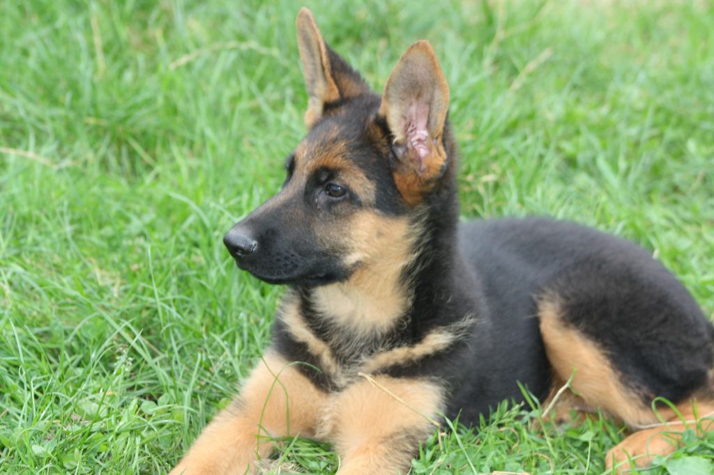 de Font Martinier - Chiot disponible  - Berger Allemand