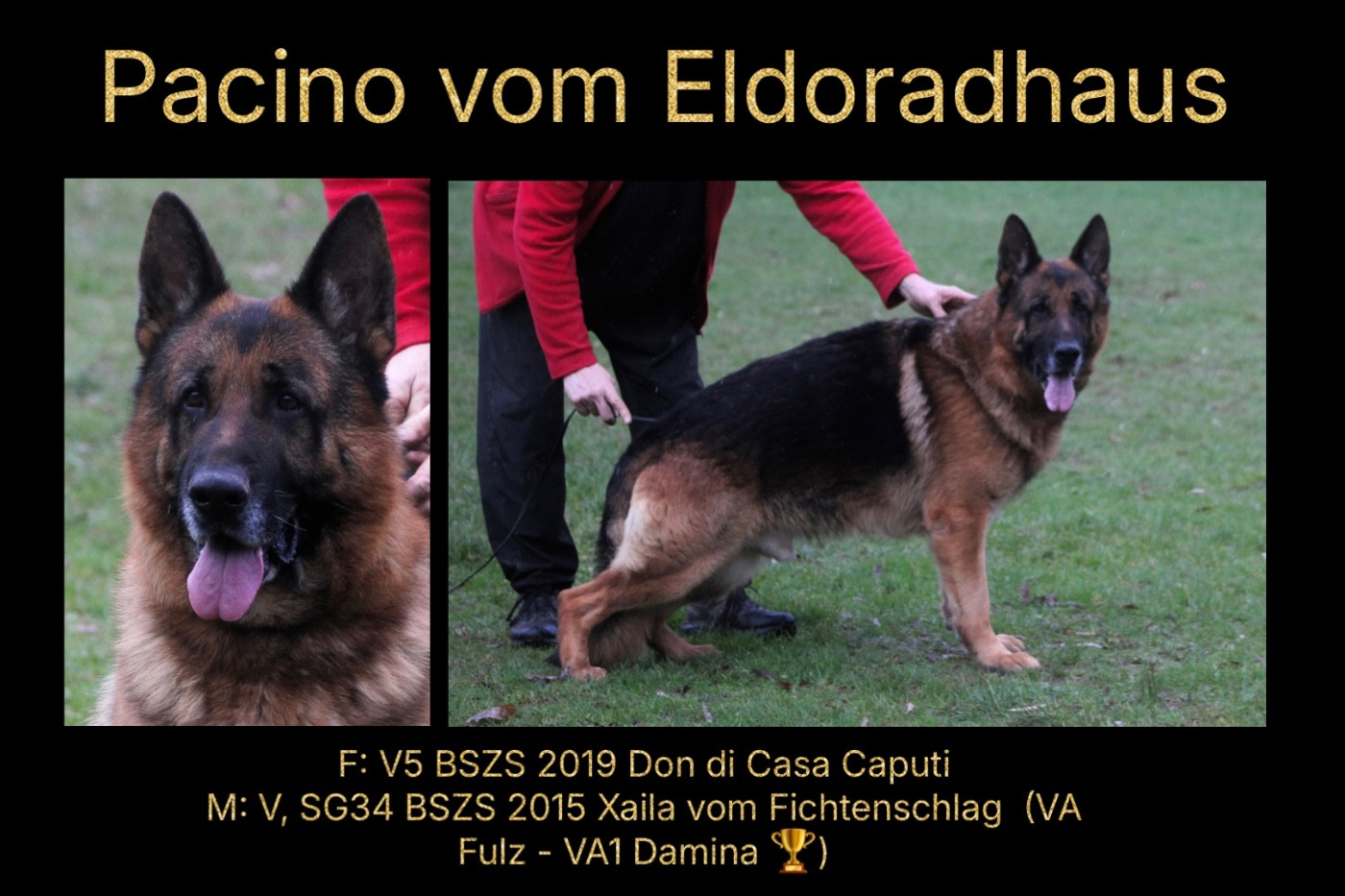 Pacino Vom Eldoradhaus