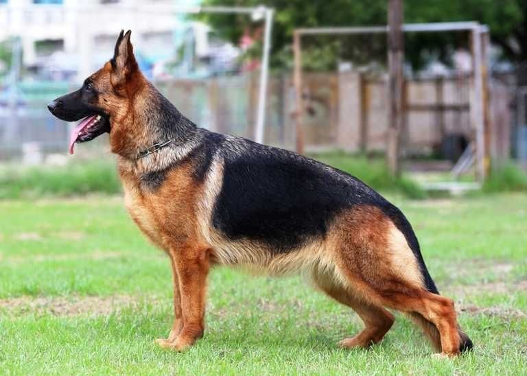 Tracy von der hera des landes